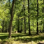 Together We Fight For All: Environmental Impacts of Trump 2.0